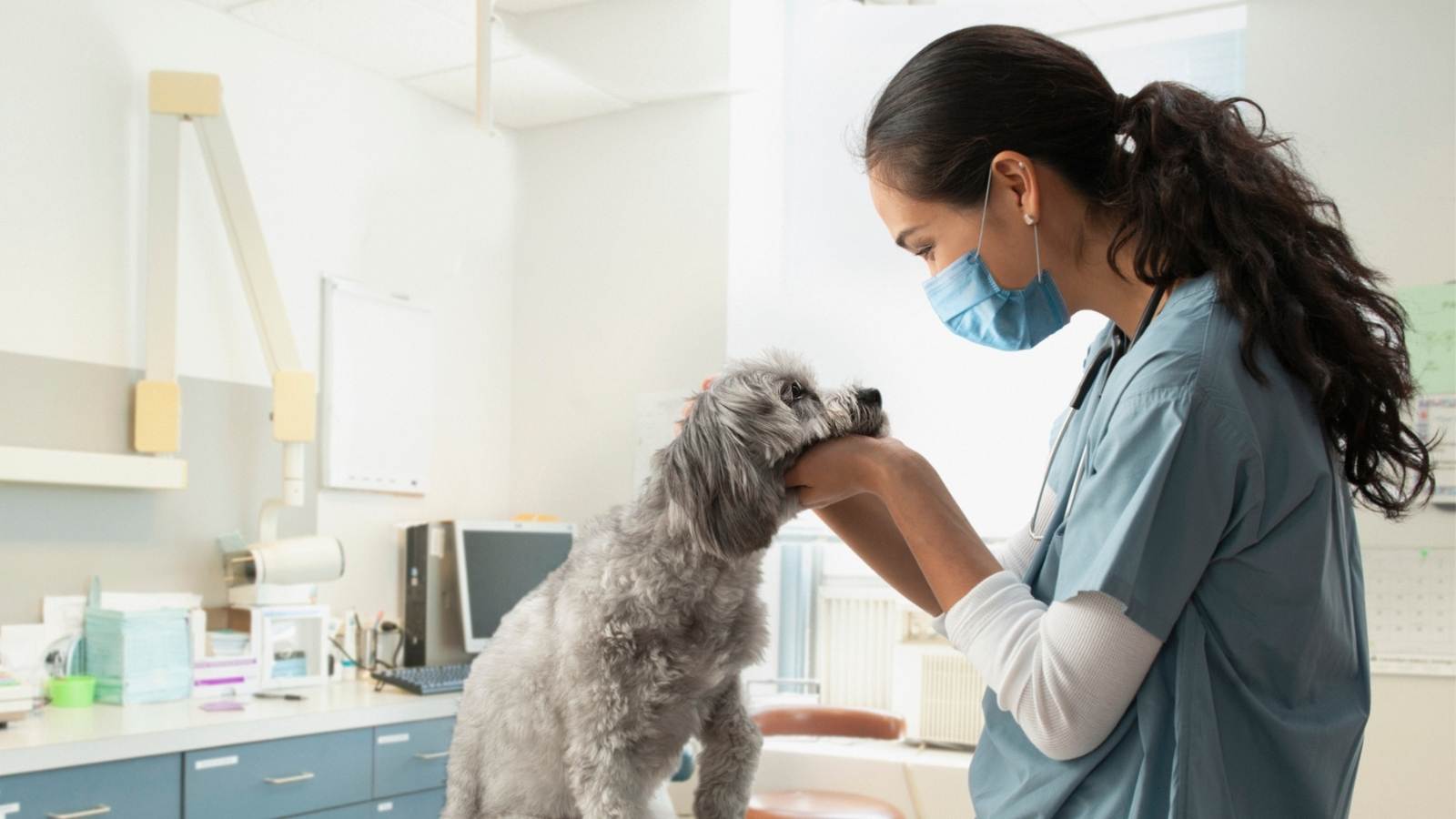 steps-to-become-a-veterinarian-universities-com